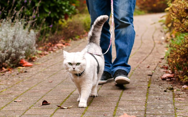 walking-the-cat.jpg