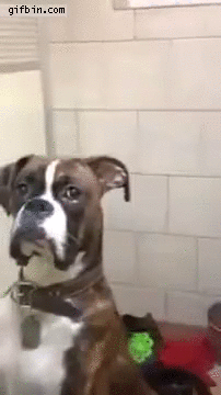 hannibal-boxer-is-watching-you.gif