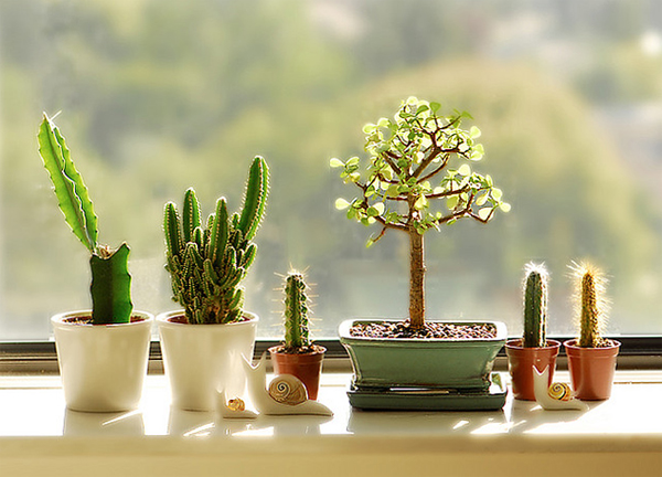 window-flower-boxes.jpg