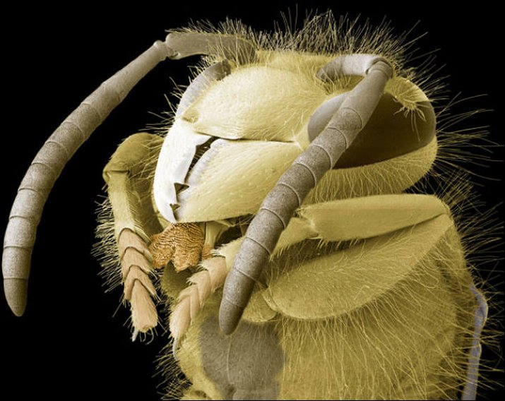 Insect-Microscopic-Shot-16.jpg