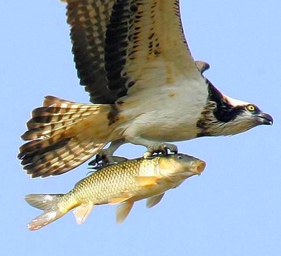 osprey_carp.jpg