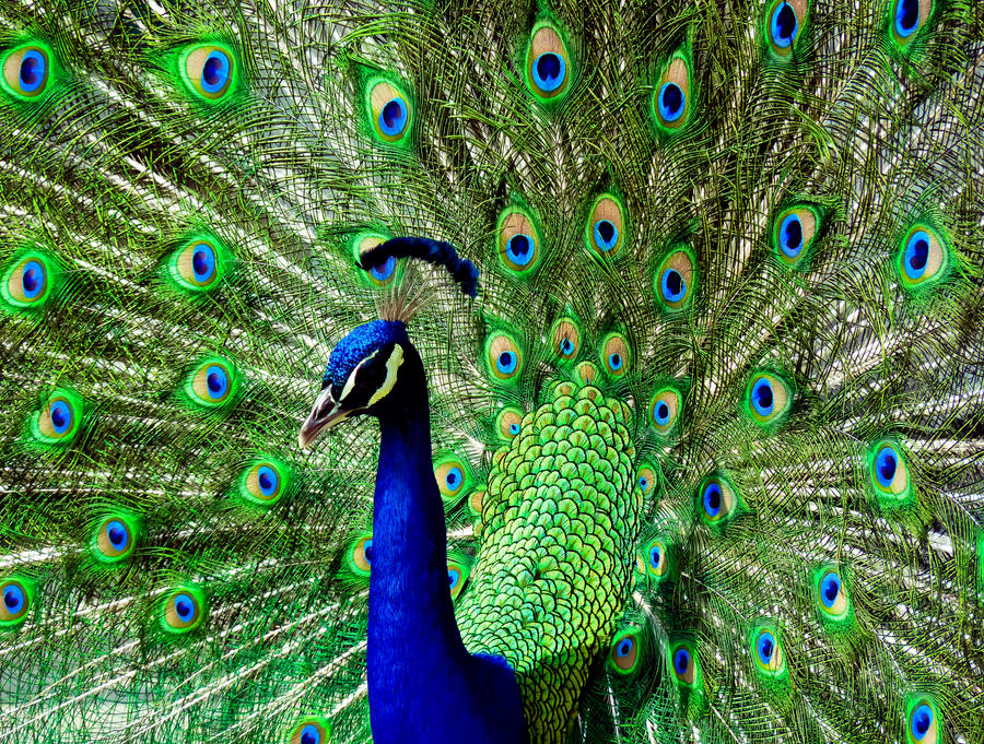 peacock_1_by_jezebel144-d3g6pbq.jpg
