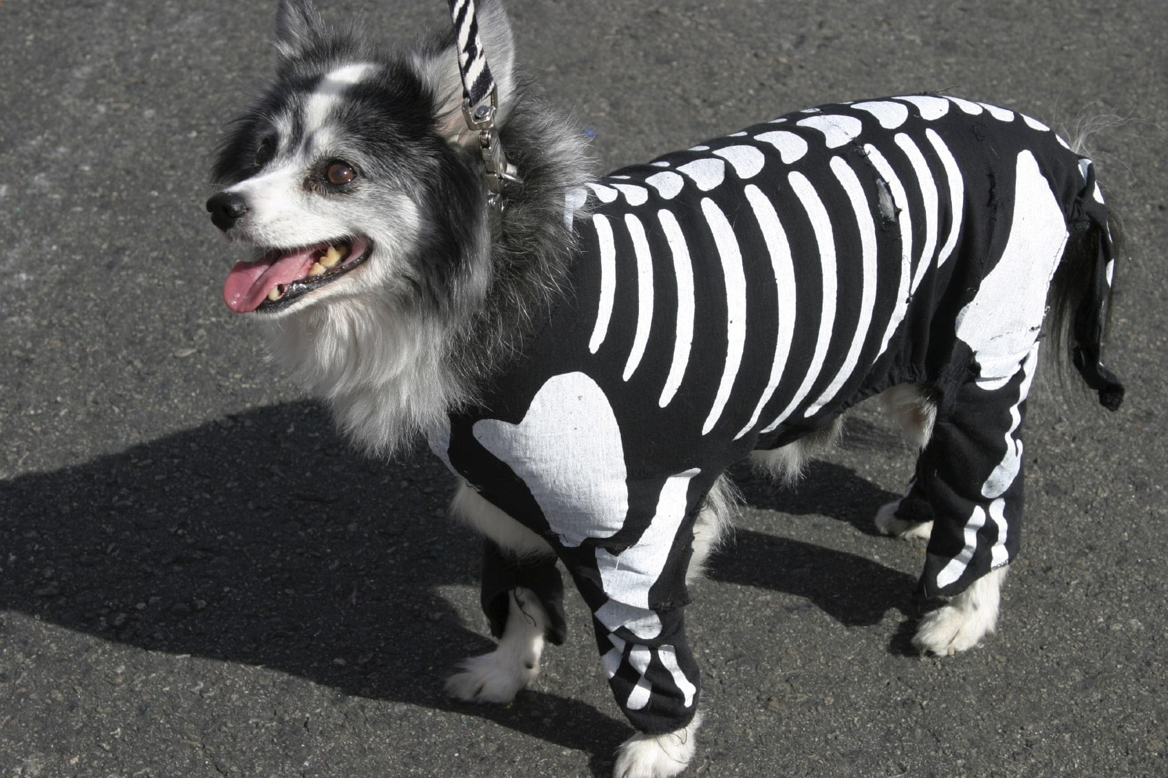 petcostume2.jpg