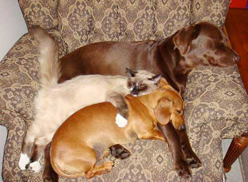 05tc8-dogs-and-cats-cuddling.jpg