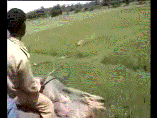 abd-228.gif