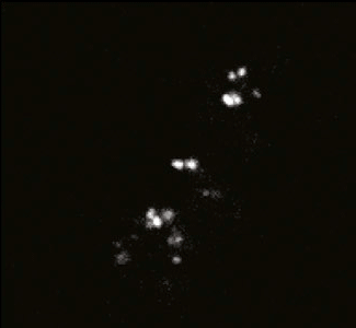 labeledgenes3251.gif