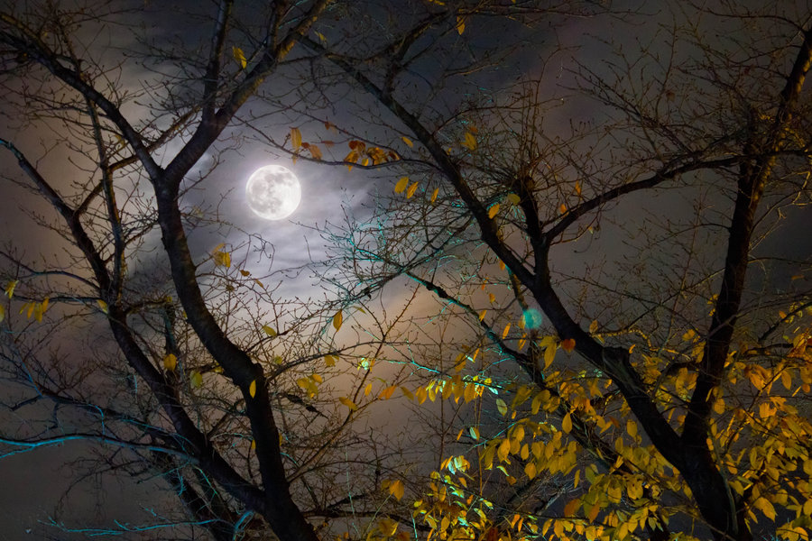 autumn_full_moon_by_dheej18-d4irgs1.jpg