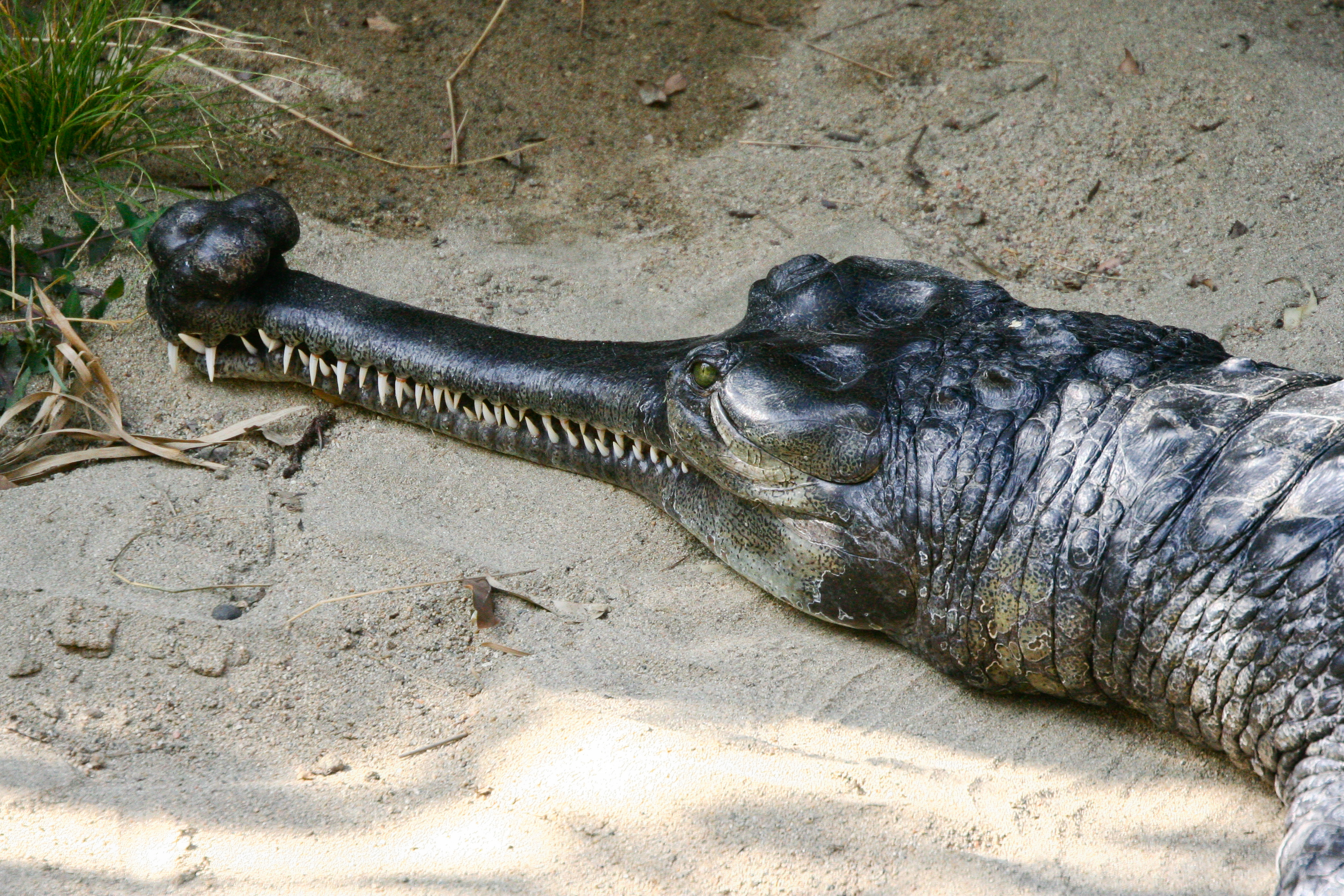 San_Diego_Zoo_Crocodile.jpg