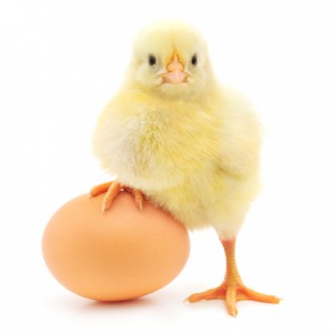 ChickWithEgg_Dollar62115459-300x300.jpg