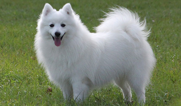 Portia-4-Japanese-Spitz.jpg