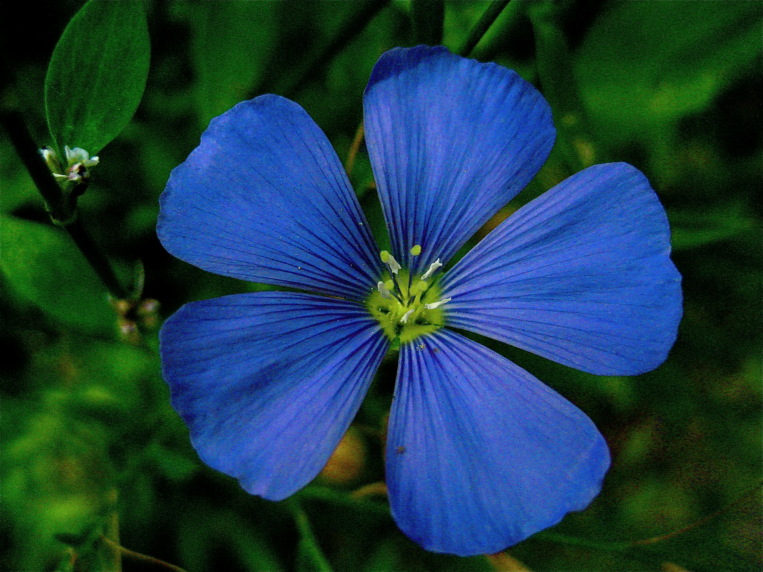 linum-perenne.jpg