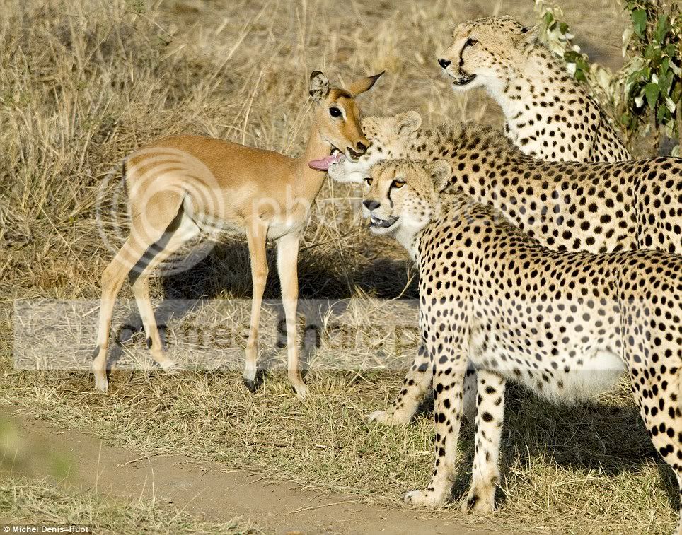 cheetahlove.jpg