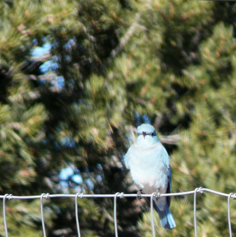 sandia-cbc-mt-bluebird.jpg