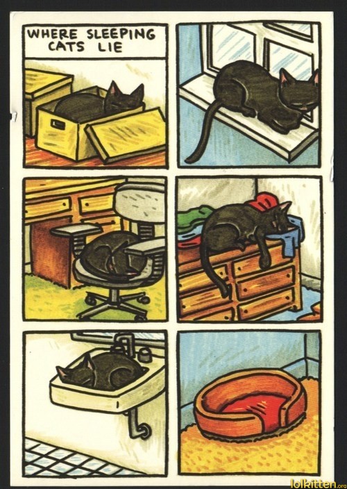 funny-pictures-where-sleeping-cats-lie1.jpg