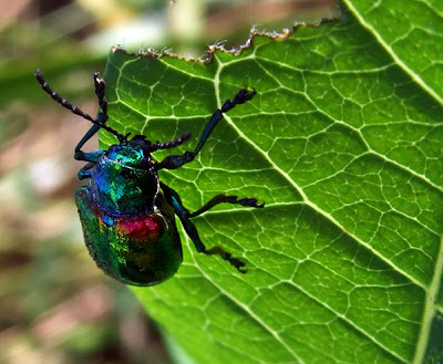 june-bug-jun07.jpg