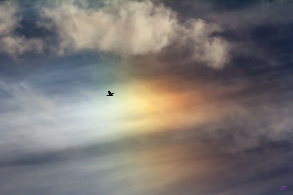 birdsundog_rayego_960.jpg