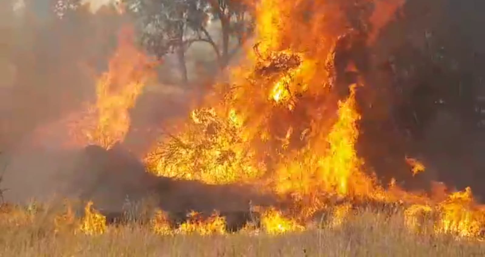 Forest%20fire.jpeg