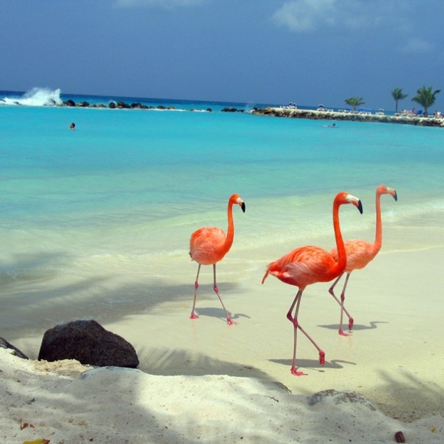 Aruba--634x634.jpg