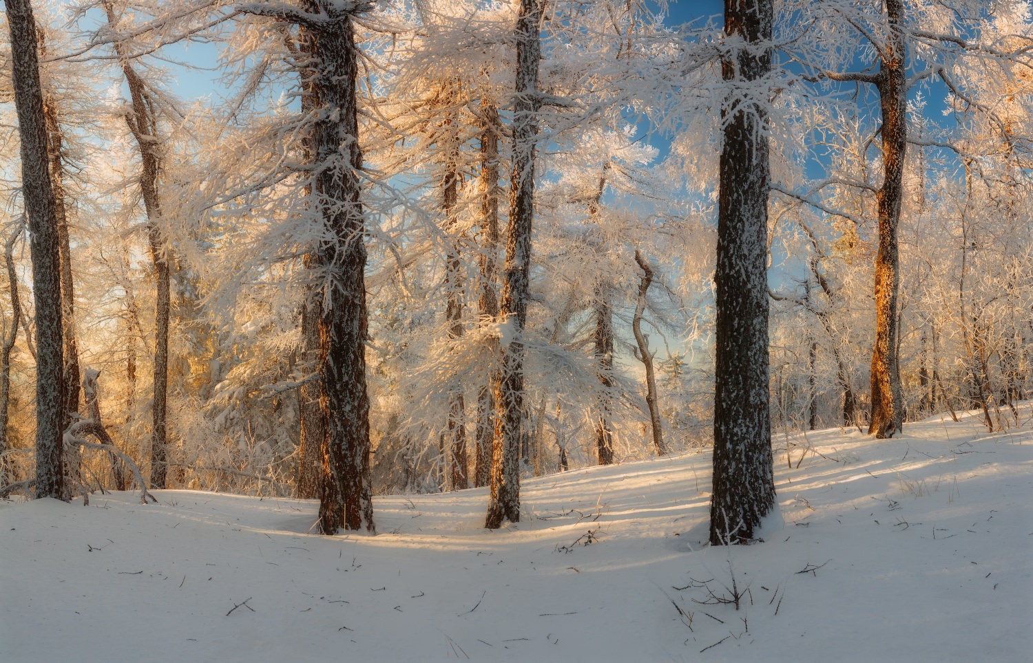 russian-winter-forest-1.jpg