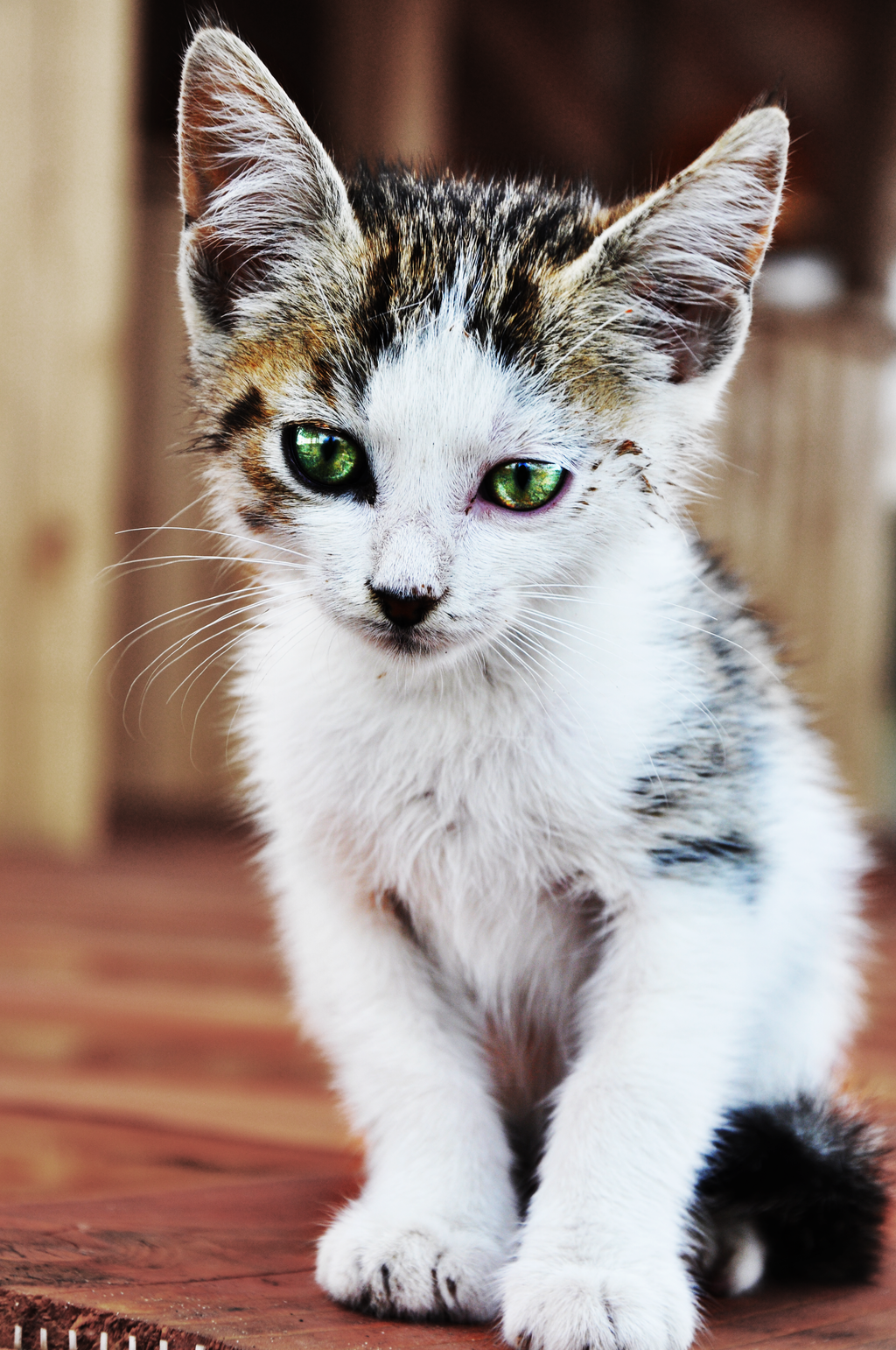 pretty_little_cat__by_lothera-d7dlwz1.png