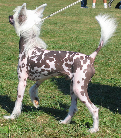 chinese_crested_hairless.jpg