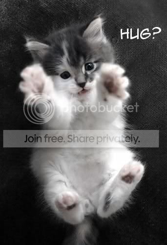 kitten-hug.jpg