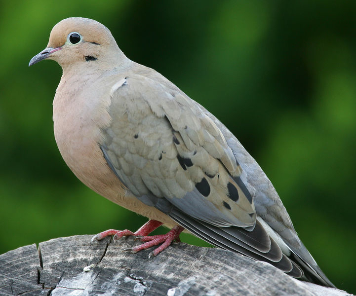 mourning-dove.jpg