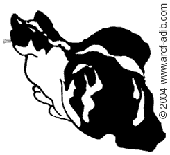 iran_cat.gif