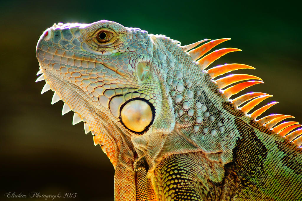 iguana_by_kimpy23-d6xc19l.jpg