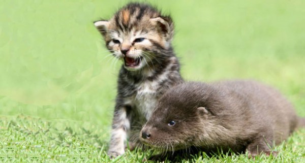 baby-kittens-raise-otter.jpg