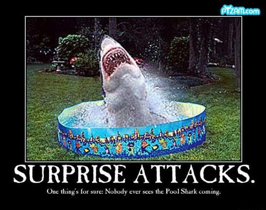 shark-1.jpg