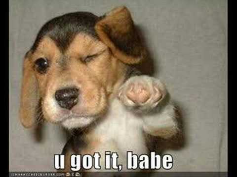 funny+dogs+06.jpg