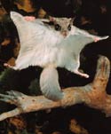 flyingsquirrel.jpeg