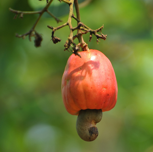cashew+apple.jpg