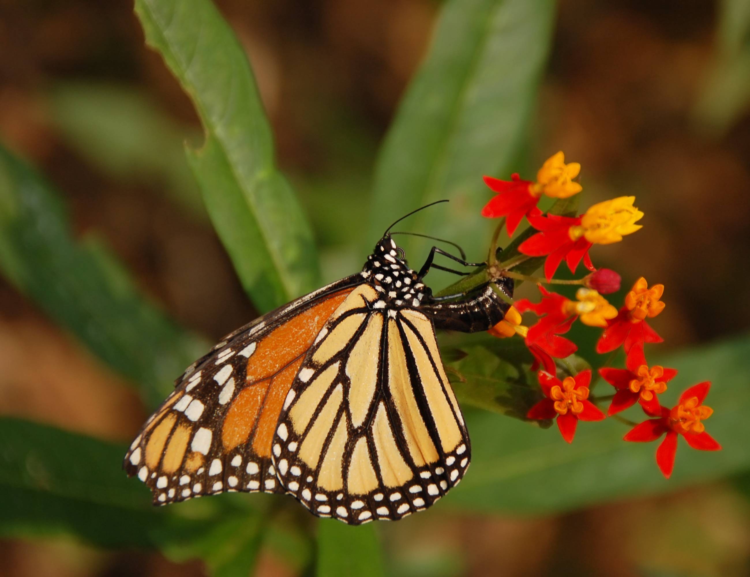 Monarch_Butterfly_Danaus_plexippus_Laying_Egg_2600px.jpg