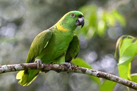 parroting_rube.jpg
