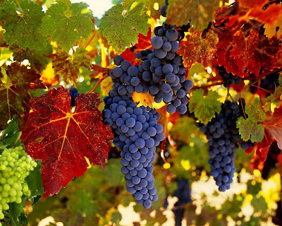 grapes-harvest.jpg