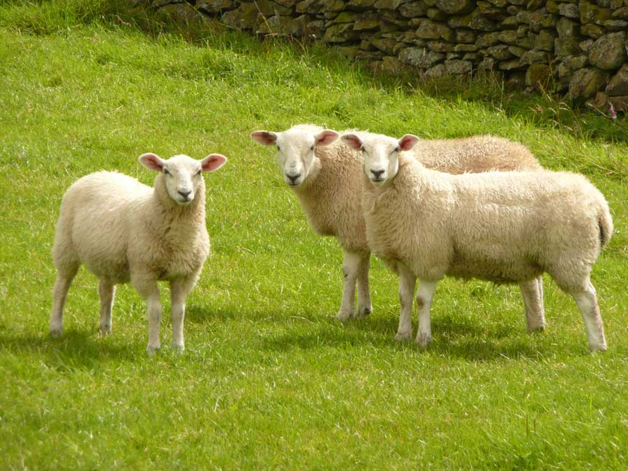stanza_artist-sheep.jpg