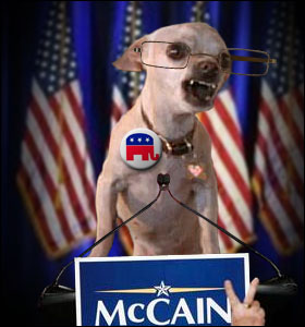 palin_rabid_chihuahua.jpg