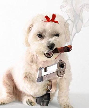 dog.jpg
