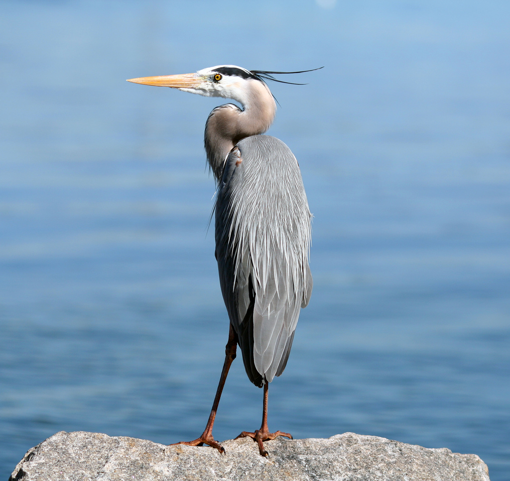Great_Blue_Heron_On_Rock1.jpg
