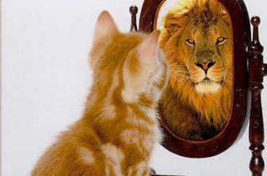 Kitten-Mirror-Lion.jpg