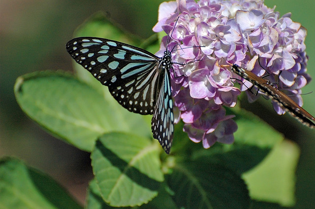 butterfly.jpg