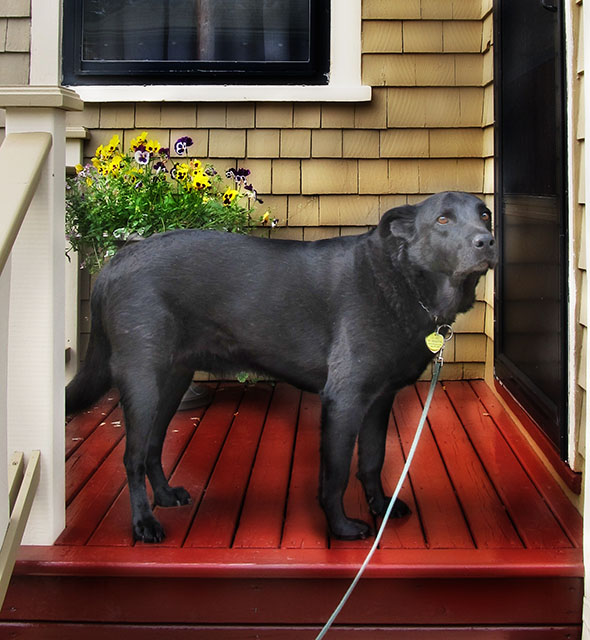 PorchDog.jpg