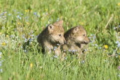 wolf-cubs-spring-meadow-5857654.jpg