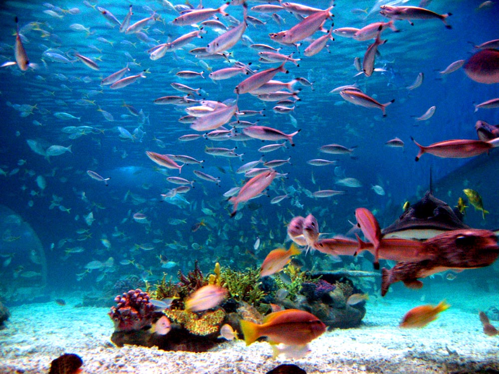 Ocean_park_wiki.jpg