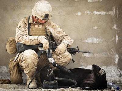military-dog-1.jpg