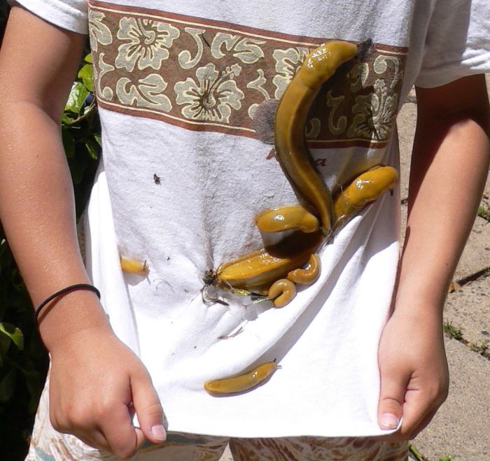 slugs_01.jpg