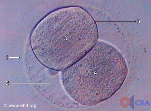 two-cell-embryo.jpg