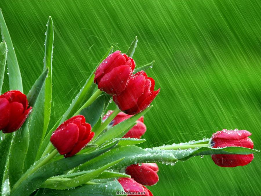 322673,xcitefun-beautiful-nature-blooming-flowers-5.jpg